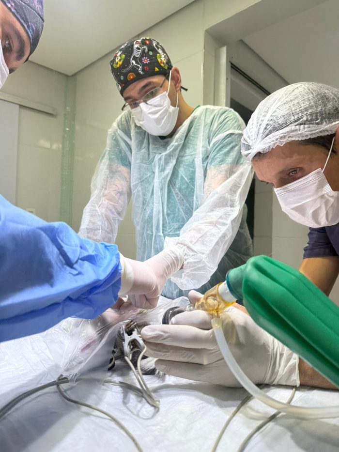 Bloco cirúrgico próprio da Clínica Propet em Betim/MG, equipado para cirurgias em cães, gatos e pets não convencionais