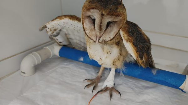 Coruja recebendo cuidado em internação climatizada